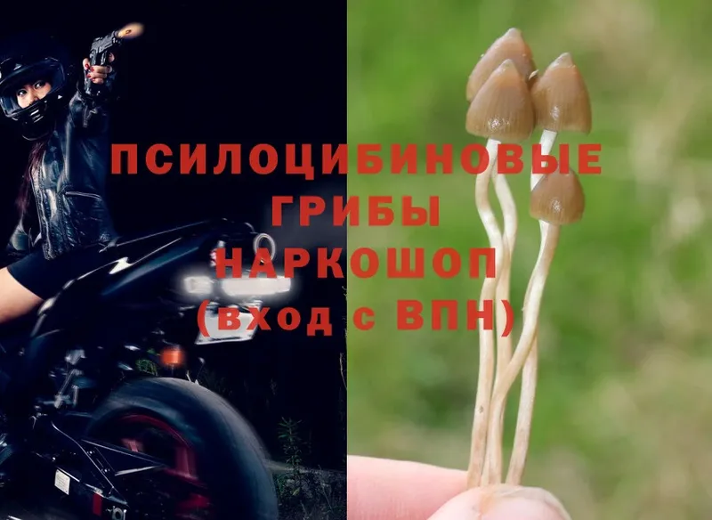 Псилоцибиновые грибы MAGIC MUSHROOMS  даркнет сайт  Козельск 